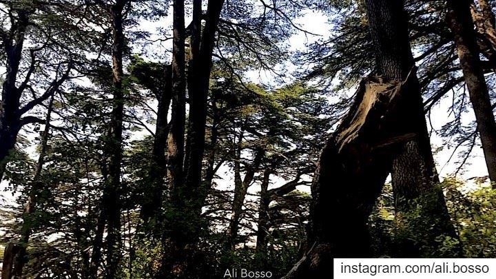 🌲....... beirut  lebanon  dubai  beauty  uae  qatar  love ... (The Cedars of Lebanon)