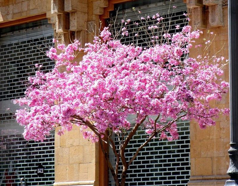  beirut lebanon spring pink explore travel explorepage  exploretocreate ... (Beirut, Lebanon)