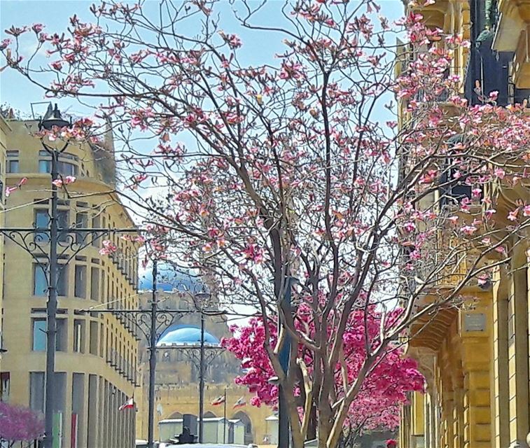  Beirut 😍 MyBeirut  MyLebanon  Lebanon  Lebanese  Mediterranean  ... (Downtown Beirut)