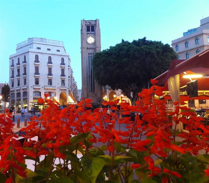  beiruttoday  beirut  downtown  spring   red  flowers  beauty  lebanon ... (Downtown Beirut)