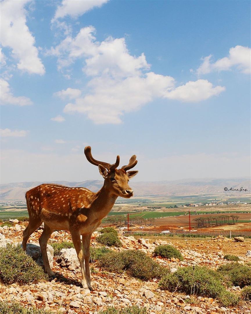 🦌 bekaa  aana  westbekaa  deer  view  bekaavalley  clouds  bluesky  sky ... (Aâna, Béqaa, Lebanon)
