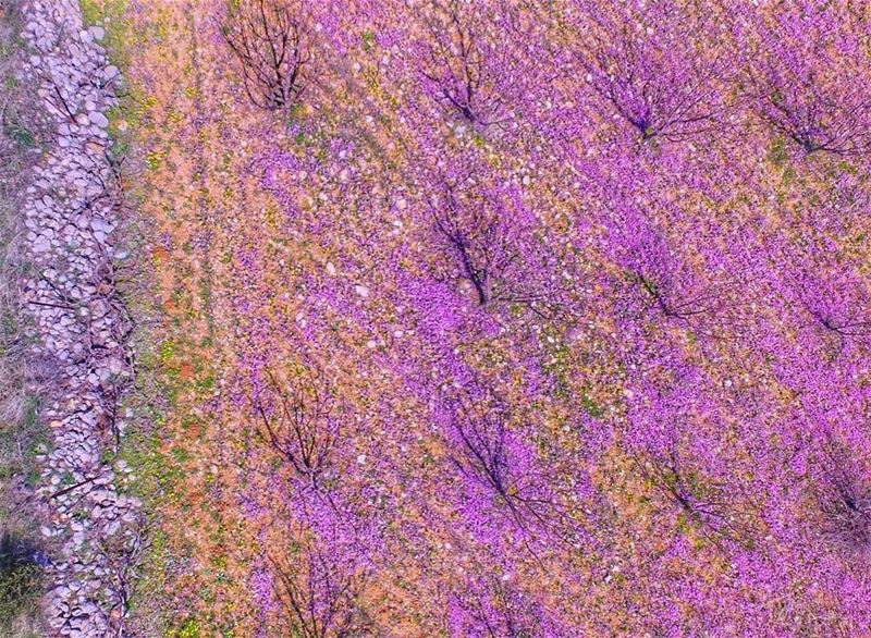  bekaa beqaa  valley lebanon spring almondtree  pink nature... (Bekaa Valley)