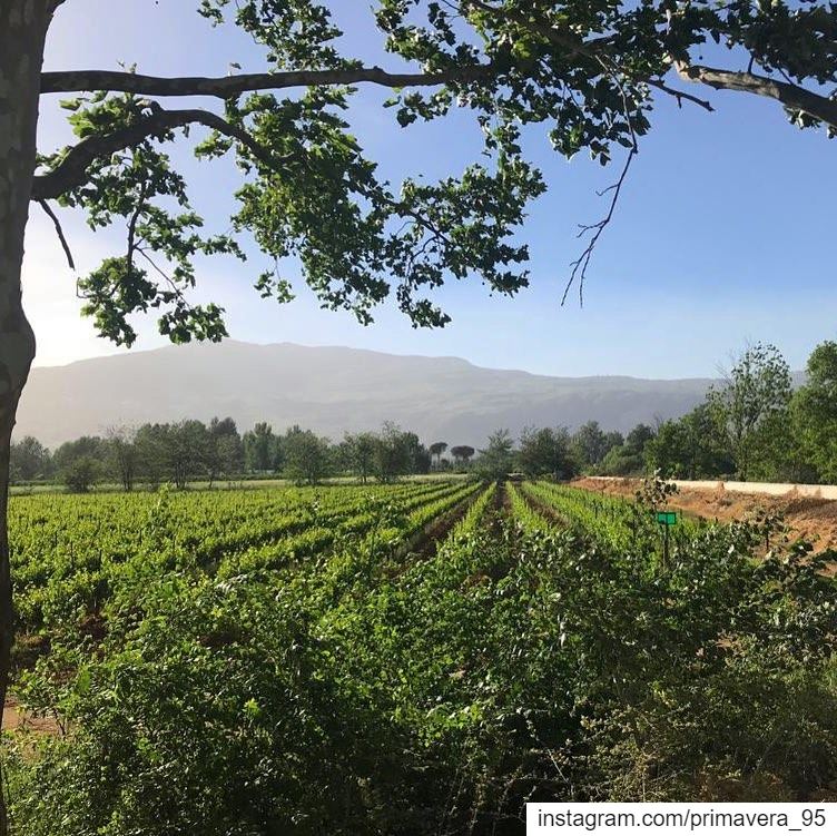  Bekaa  vineyard  winecountry  lebanon  lebanon_hdr  instapic  nature ... (Deïr Taanâyel, Béqaa, Lebanon)
