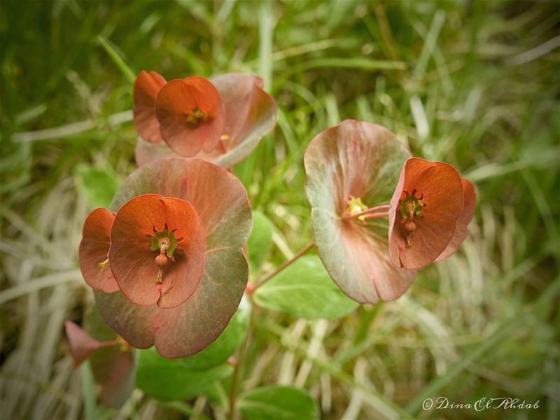 Bells of nature..._____________________________ naturephotography ... (La Reserve Horsh Ehden)