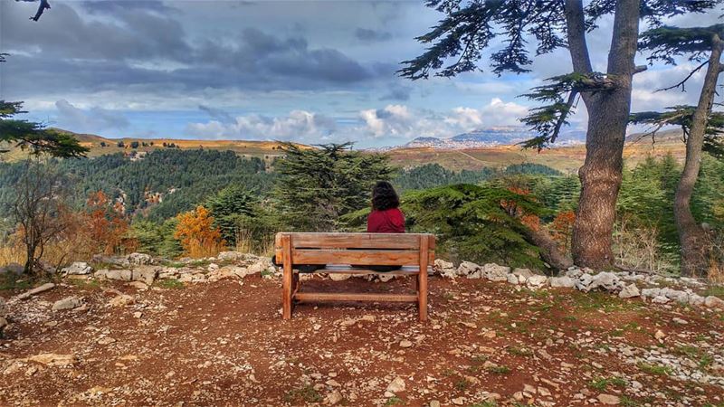 Bench ￦ith a View ?🌲......... insta_lebanon  bestofleb ... (Arz Tannoûrîne)