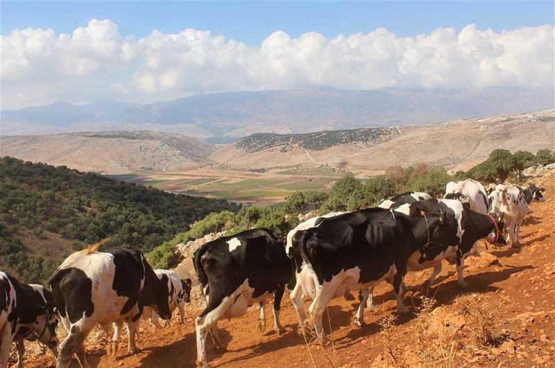  beqaa  tonature  coworkingspace  worldpeace  lebanonshots  insta_lebanon ...