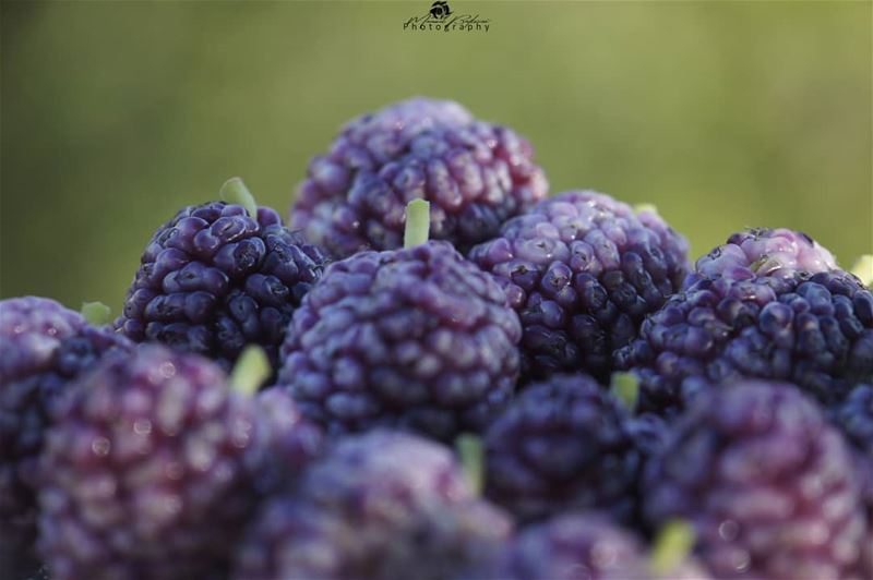 Berries 😍👌• • •  chouf  shoufreserve  lebanon  beirut  livelovelebanon...