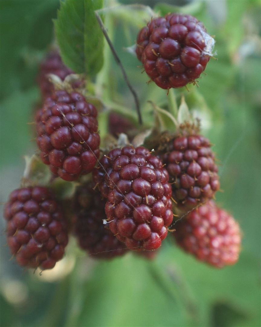 🍒🍓🍒🍓. berries  fruits  instafood  macro  closeup  moodygrams ...