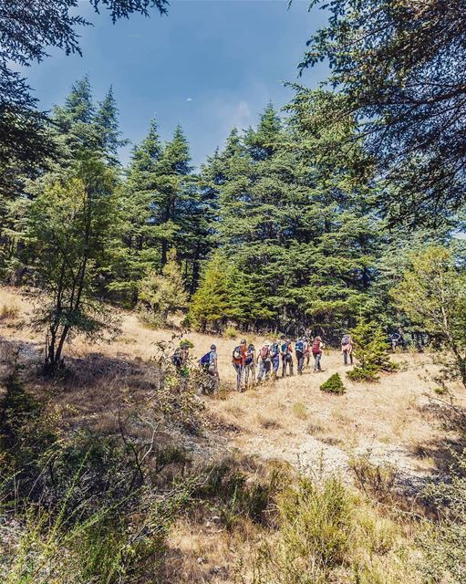 Best hikes are through forests... (Hadath El-Jubbah, Liban-Nord, Lebanon)