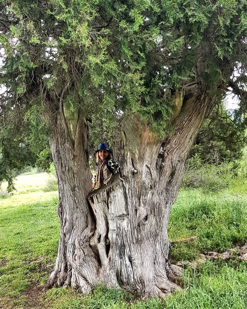 Best natural frame taken for a photo 😍, an old juniper tree (genevrier)...