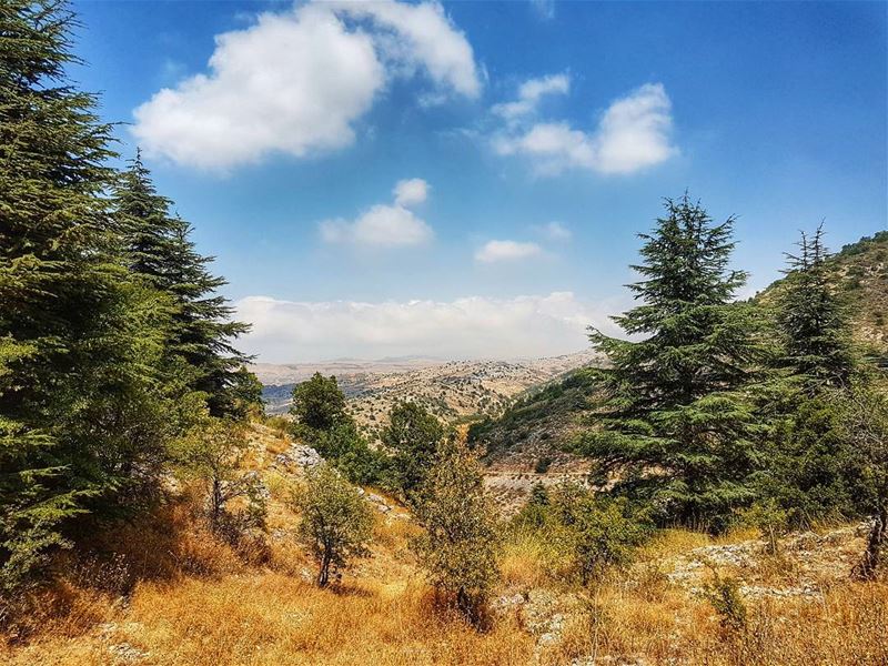 Best of nature  natue  naturephotography  mountains  mountainsoflebanon ... (Al Shouf Cedar Nature Reserve)