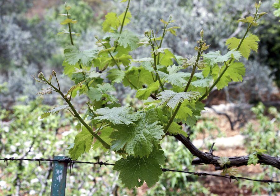 Best time to pick grape leaves...is now!  grapeleaves  livelovelebanon ...