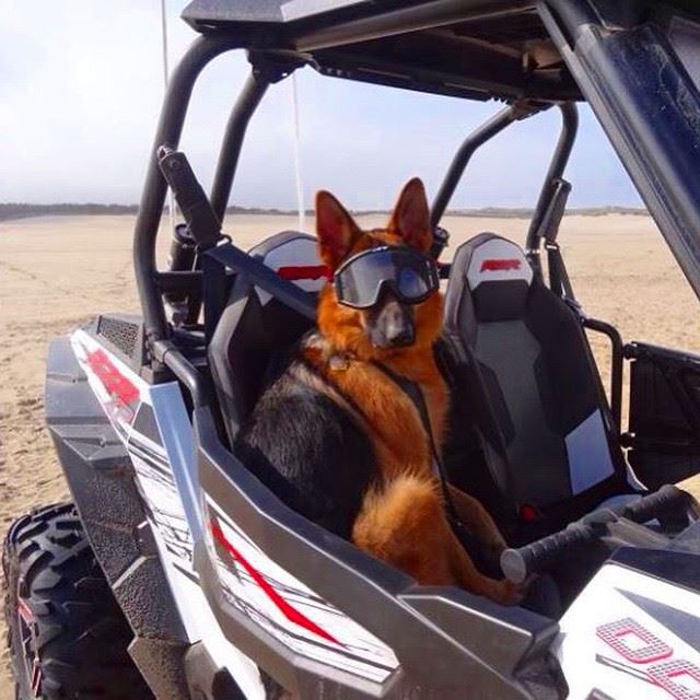  bestfriend  happydog  rzr  offroad  lebanon  beirut  laklouk  kfardebian ...