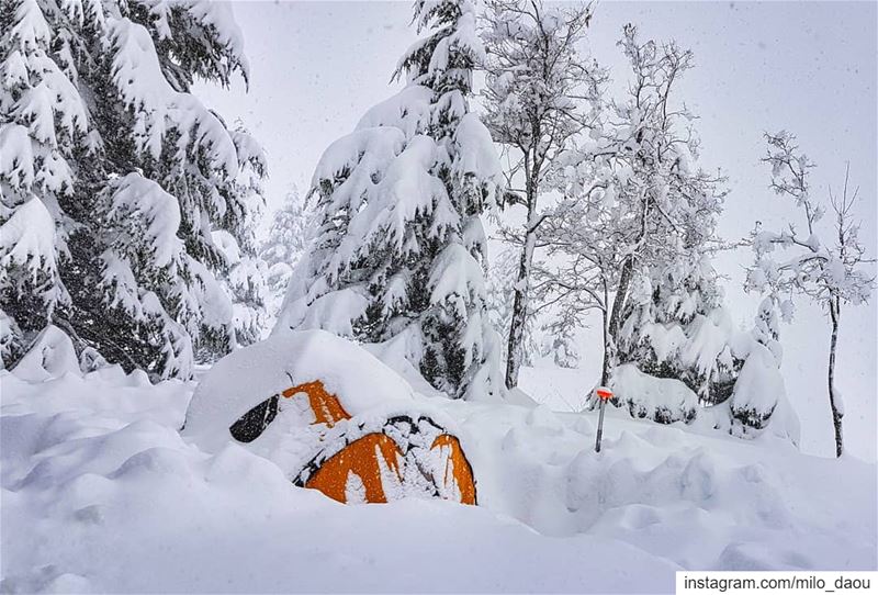 Better go out and shovel snow... So i can go out and shovel more snow... (Cedars of God)