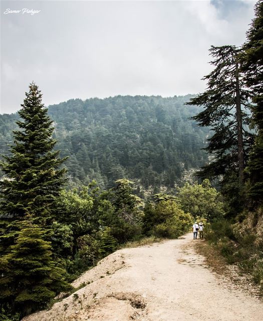 Between the Cedars of Ehden you can hear the sound of God..حيث يغمرك الحب.