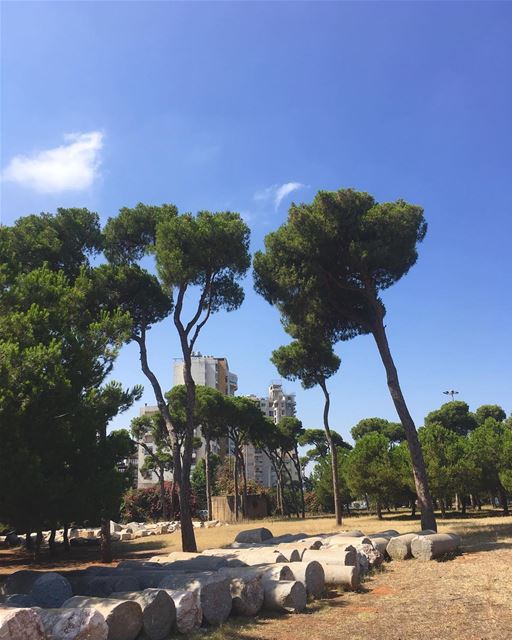 Between the  ruins of the past and the  chaos of the present... some  pine... (Beirut, Lebanon)