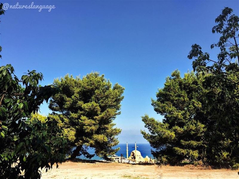 Between the trees 🌲🕌🌲..... saida  lebanon  mylebanon  lebanon_hdr ... (Bramiyeh)