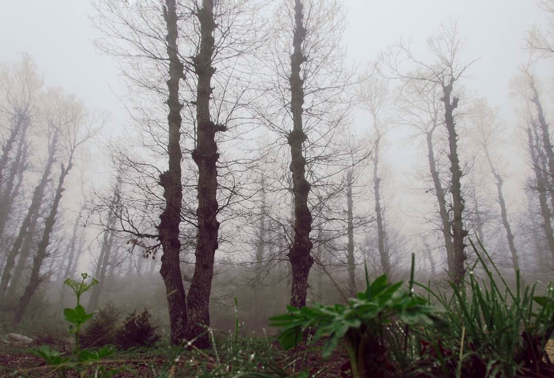 beyond the fog lies clarity.... forest trees fog intothewild clouds... (Fnaydek Akkar)