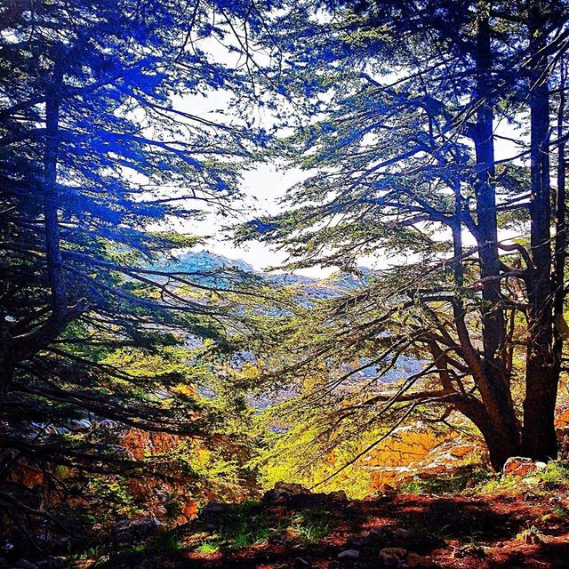 Beyond the negative space 🌲 hiking ... (Jaj, Mont-Liban, Lebanon)