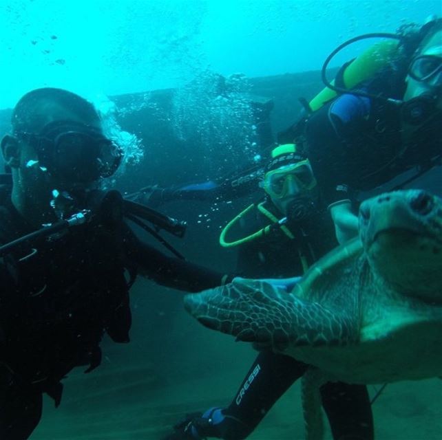 Big things often have small beginnings  seaturtle ....... dive...