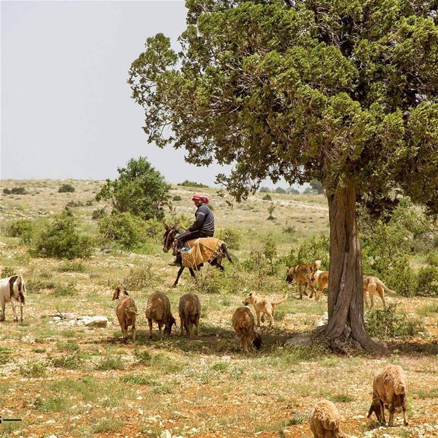 Bikaa valley  lebanonbylocal  discover961  lebanon  thebestinlebanon ...