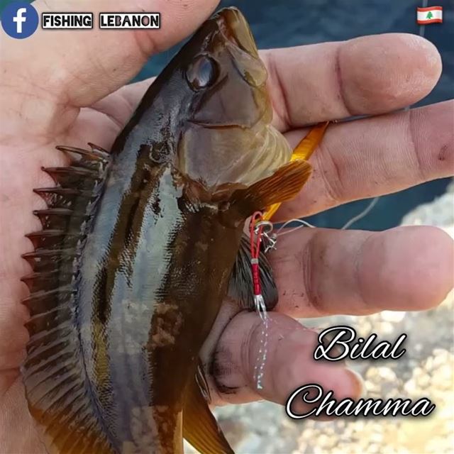 @bilal.shamma123 & @fishinglebanon - @instagramfishing @jiggingworld @gtbus (Beirut, Lebanon)