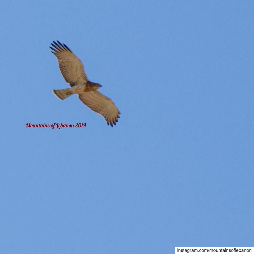 Bird of prey, Falcon (most probably)...........  photooftheday... (Qaa)