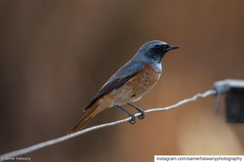 Bird on a wire!During a  morningwalk @al_haush  bekaa  lebanon this...