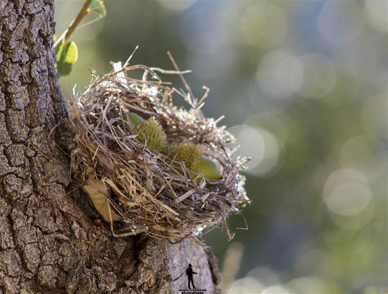  birdnest  nature ig_bird chouf jbaa lebanon lebanonbyalocal ...