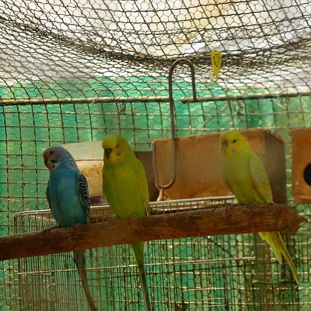 birds colorful oiseaux cage