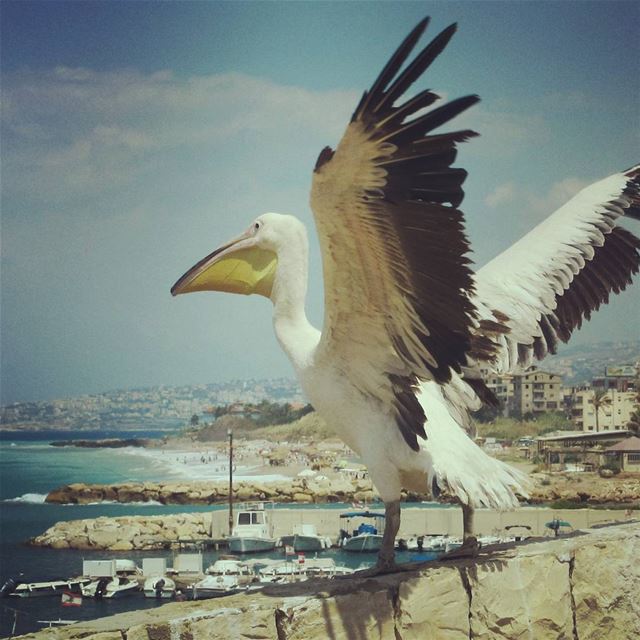 #birds#pelican#sea#bouar#lebanon<BR>by