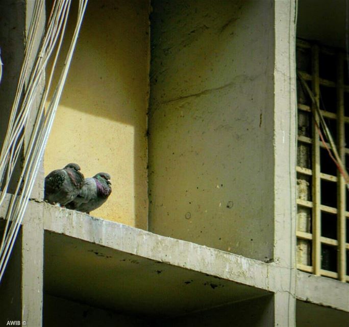  birds  streetphotography  outdoors  noperson  travel  tourism ... (Jemmayze)