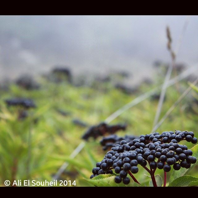  black  flower  plant  nature  Lebanon  closeup  lebanese  colorful ...