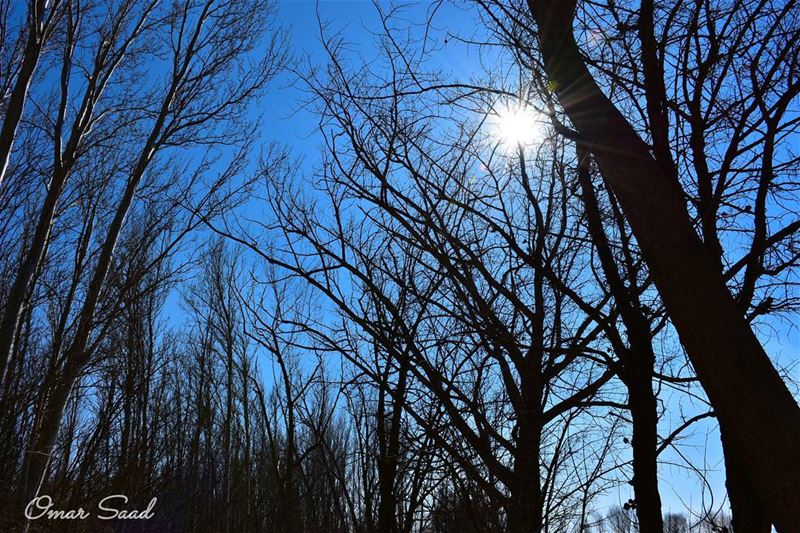 Black trees  trees  tree_captures  nature  naturelovers  sun  blue  sky ... (Deïr Taanâyel, Béqaa, Lebanon)
