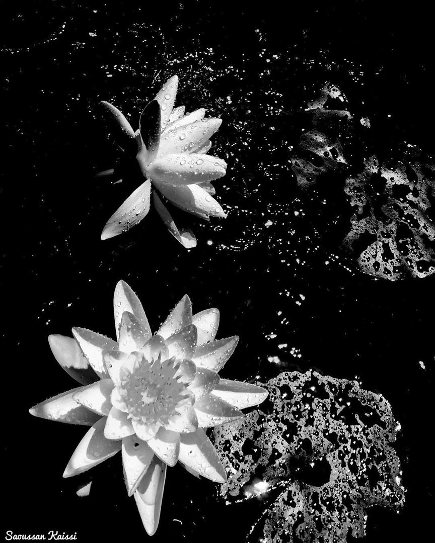  blackandwhite  monochrome  lotus  rain  flowers  beautiful ...