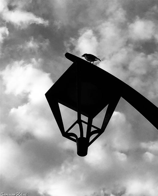  blackandwhite  monochrome  streetphotography  bird  sky  clouds ...