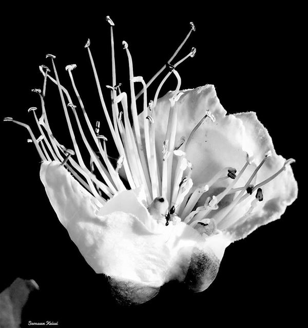  blackandwhite  monochrome  wildflower ...