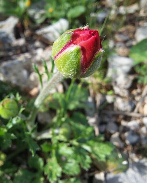 Blessings to all on this Good Friday. JabalMoussa  hiking  instanature ... (Jabal Moussa)
