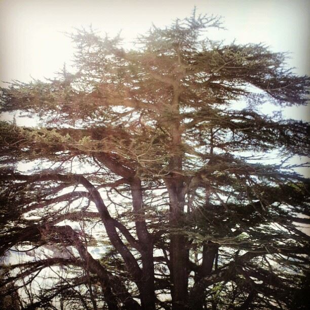  bleue sky cedar tree nature lebanon tannourine green clear...