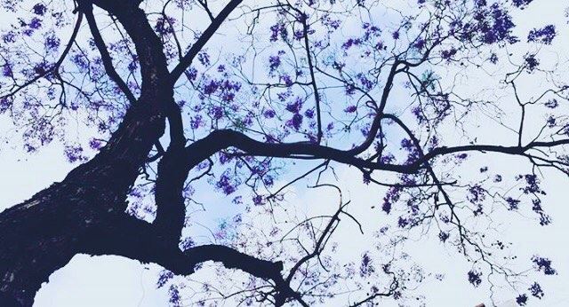 Bloom where you are planted . downtownbeirut❤️  purpleflower  beirut❤️ ... (Beirut, Lebanon)