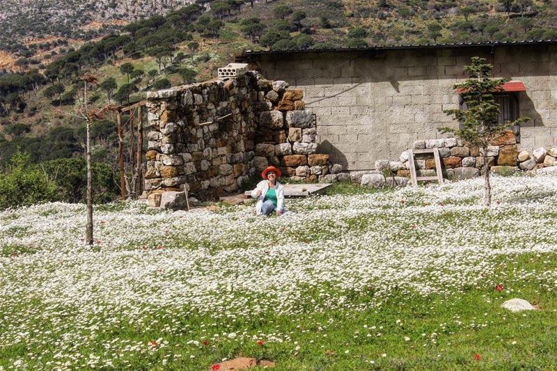 Bloom Where you are Planted...🌼🌸. spring  springtime  springishere ... (Lebanon)