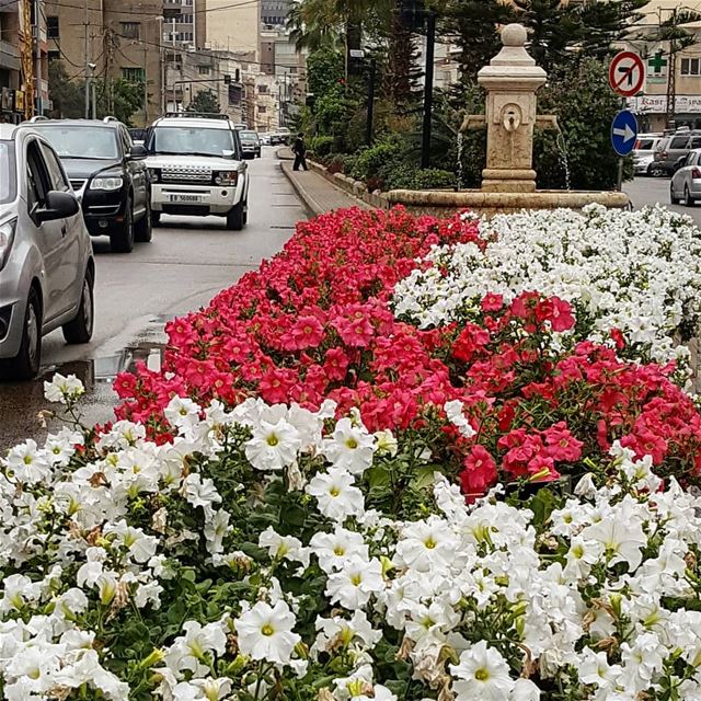 Bloom where you are planted  zalka  livelovezalka  lebanoninapicture ... (Az Zalqa', Mont-Liban, Lebanon)