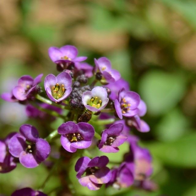  blooming  bloom  spring  nature  closeup  instagram  instamood  lovely ...