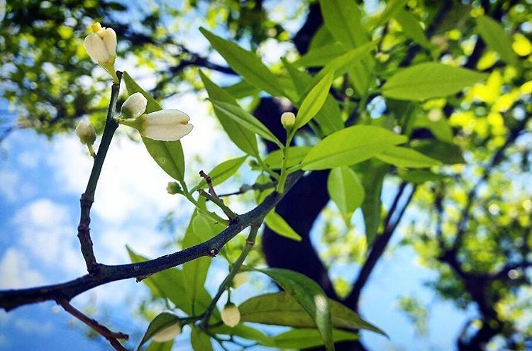  blooming  flowers  whiteflowers  greens  tree  sky  beautifulsky  bluesky... (Dam wfarz)