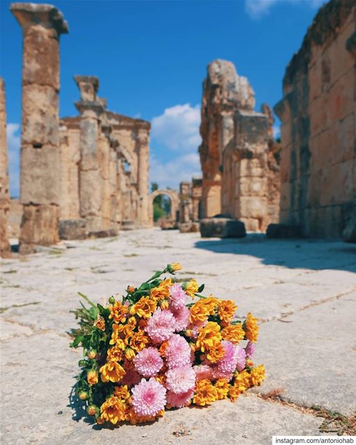 Blooming Hippodrome 🌸🐎 (Tyre, Lebanon)
