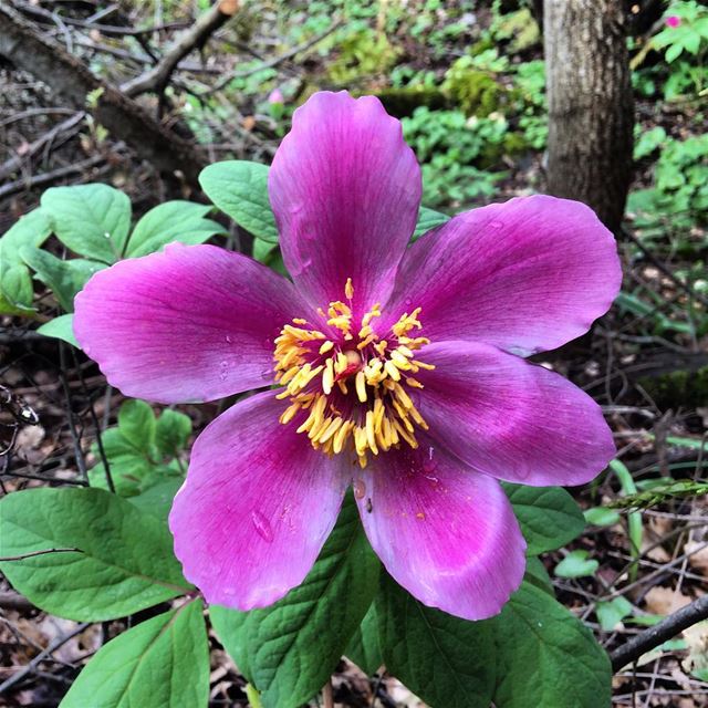 Blooming Lebanon ... Blooming Chahtoul ... Blooming Peony ...  peony ... (Chahtoul Camping)