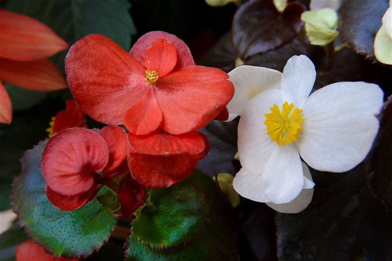 Blooming with grace! spring  springtime  macro_perfection ... (My Dream Garden)