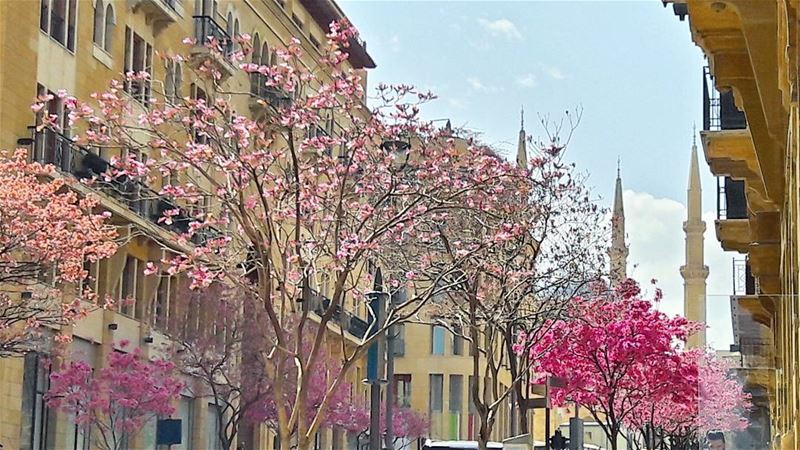 Blossom  Beirut , blossom 🌸🌸🌸🌸  MyBeirut  MyLebanon  Lebanon  Lebanese... (Beirut, Lebanon)