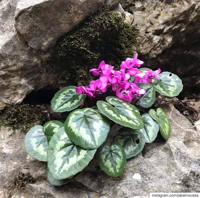 Blossom by blossom, spring begins... Happy Mother's Day to all of you... (Jabal Moussa Biosphere Reserve)