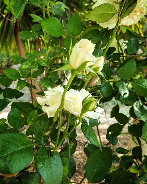  blossom  rose  whiteroses  lebanoninapicture  ptk_lebanon  livelovebeirut...